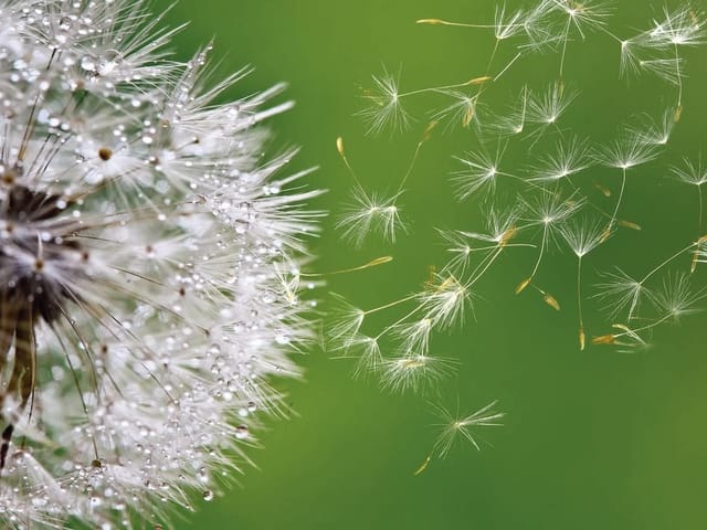 Fototapeta z dmuchawcem, kroplami wody i zielonym tłem
