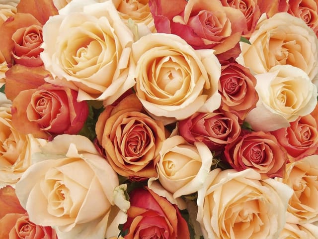 Fototapeta Bukiet pomarańczowych róż (kod: 13293) Fototapeta z bukietem róż w różnych odcieniach pomarańczowego