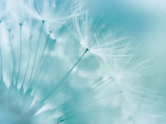 Fototapeta Dmuchawce na wietrze (kod: 13321) Fototapeta z dmuchawcami unoszącymi się na wietrze, delikatne nasiona