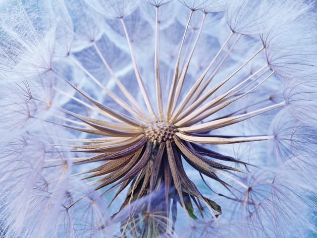 Fototapeta zbliżenie dmuchawca z nasionami na fioletowo-niebieskim tle
