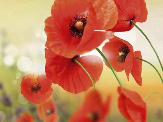 Fototapeta z czerwonymi makami i rozmytym tłem, jasne światło