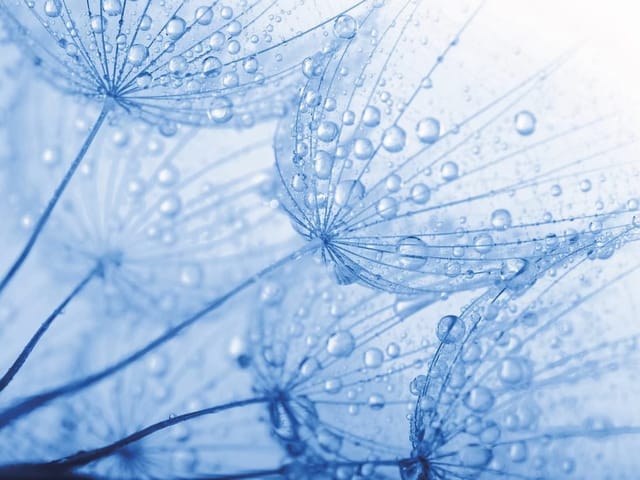 Fototapeta z nasionami dmuchawca pokrytymi kroplami wody na jasnym tle