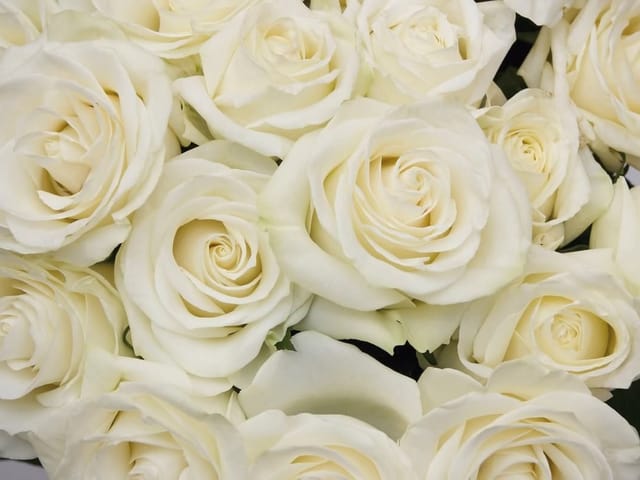 Fototapeta z bukietem białych róż w zbliżeniu, delikatne płatki