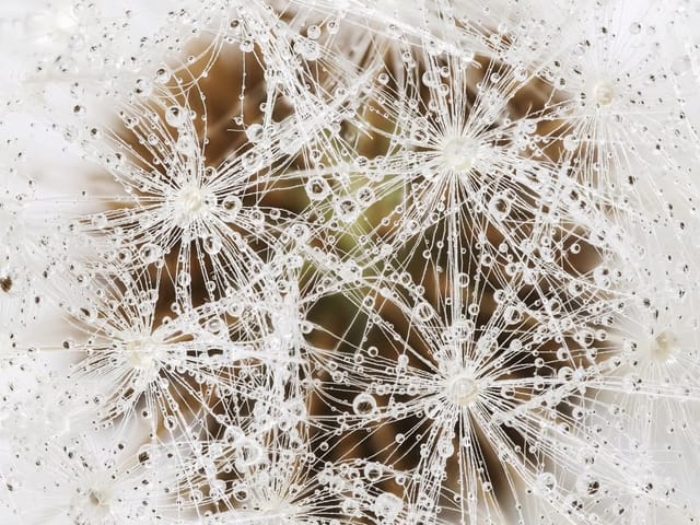 Fototapeta z makro zbliżeniem dmuchawca pokrytego kroplami wody