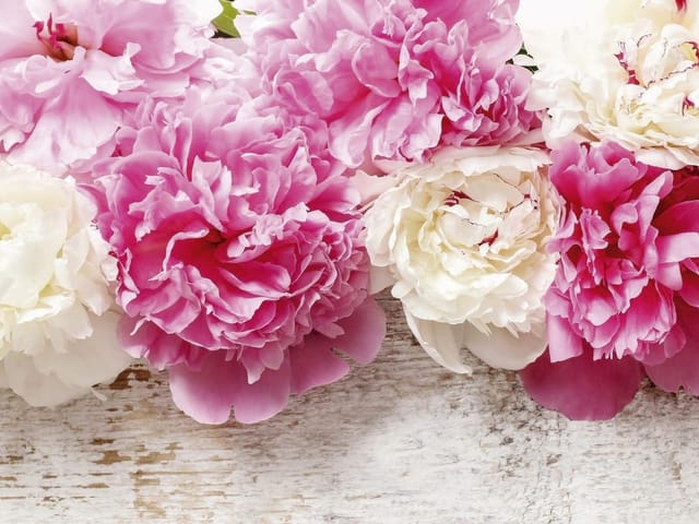 Fototapeta Bukiet Piwonii na Drewnianym Tle (kod: 13382) Fototapeta z bukietem różowych i białych piwonii na drewnianym tle