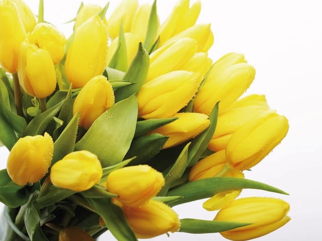 Fototapeta z bukietem żółtych tulipanów i zielonymi liśćmi na białym tle