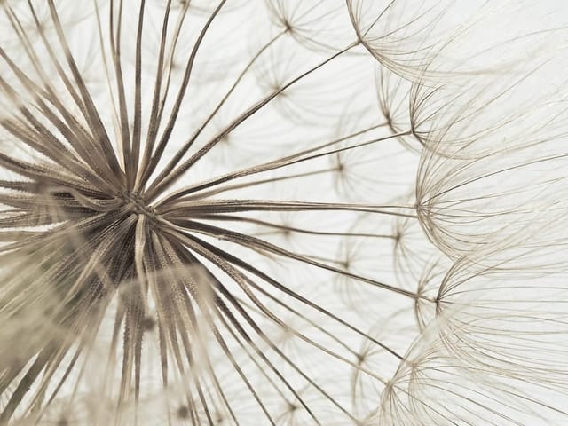Fototapeta z bliska ukazująca delikatne włókna dmuchawca na jasnym tle