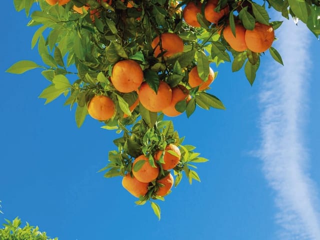 Fototapeta Gałąź z Pomarańczami na Niebie (kod: 13808) Fototapeta z gałęzią drzewa pełną pomarańczy, zielonymi liśćmi i błękitnym niebem