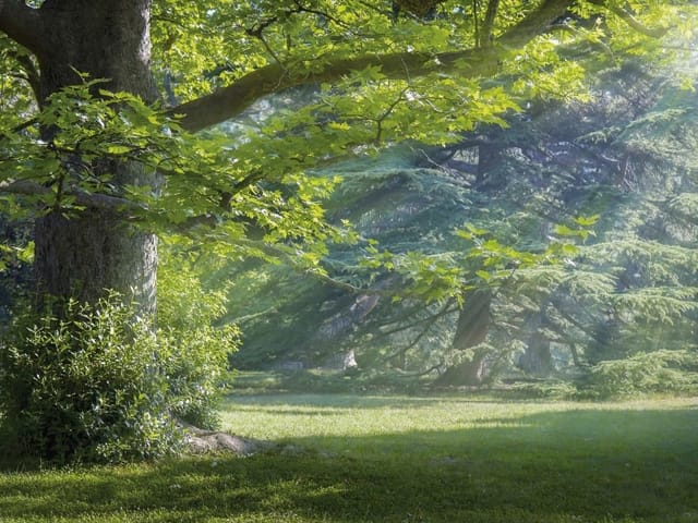 Fototapeta z dużym drzewem i promieniami słońca w lesie
