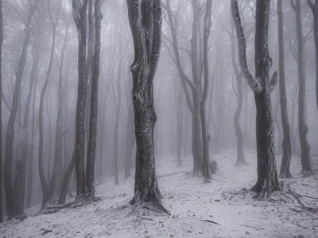 Fototapeta przedstawiająca zimowy las z wysokimi drzewami pokrytymi śniegiem i mgłą w tle