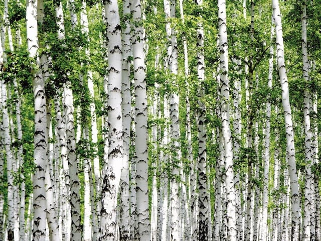 Fototapeta przedstawiająca las brzozowy z białymi pniami i zielonymi liśćmi.