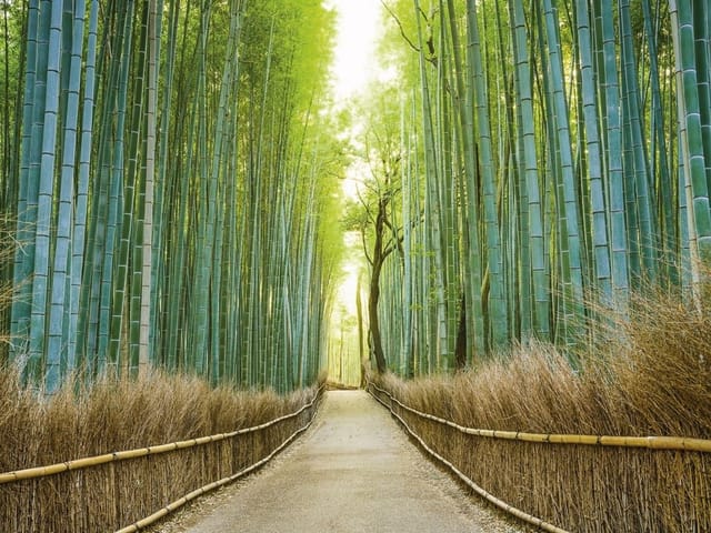 Fototapeta Ścieżka wśród bambusów (kod: 14083) Fototapeta przedstawiająca ścieżkę w lesie bambusowym z jasnym światłem