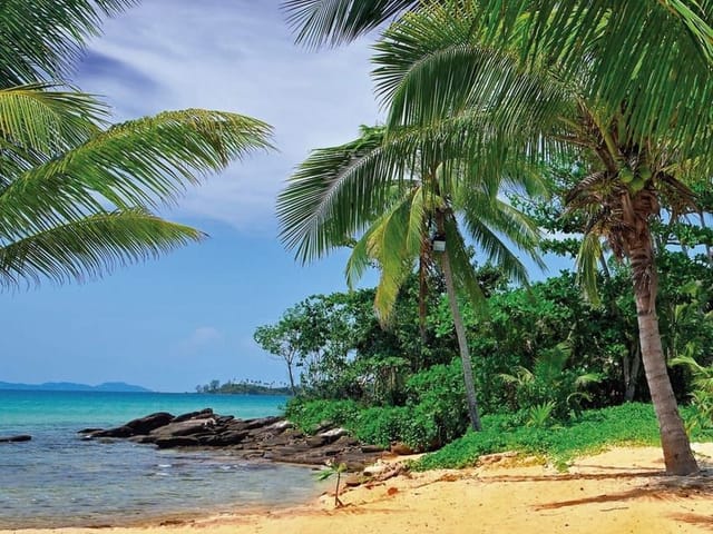 Fototapeta przedstawiająca plażę z palmami i oceanem na tle błękitnego nieba