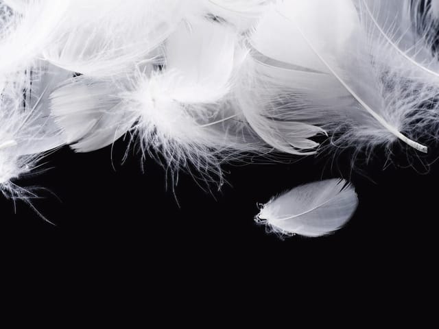 Fototapeta z dużymi białymi piórami na czarnym tle