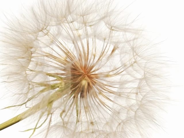 Fototapeta zbliżenie dmuchawca z delikatnymi nasionami na białym tle