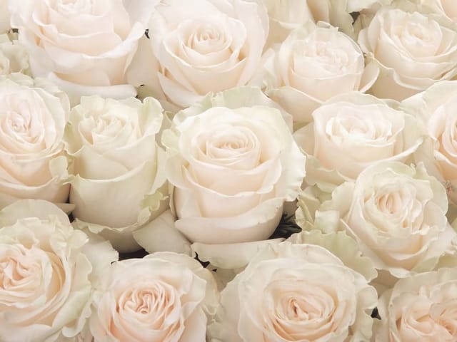 Fototapeta Bukiet białych róż w zbliżeniu (kod: 14627) Fototapeta z bukietem białych róż w zbliżeniu, delikatne płatki i jasne odcienie