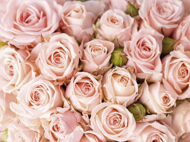 Fototapeta z bukietem różowych róż i zielonymi pąkami, delikatne płatki