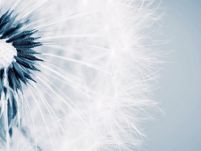 Fototapeta z dmuchawcami w zbliżeniu, delikatne białe puchy i rozmyte tło