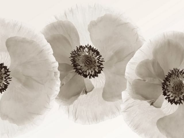 Fototapeta z trzema dużymi kwiatami maku o delikatnych płatkach i ciemnych środkach na jasnym tle