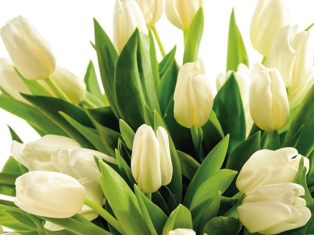 Fototapeta z bukietem białych tulipanów otoczonych zielonymi liśćmi na jasnym tle