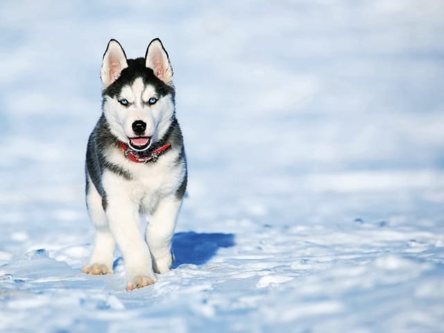 Fototapeta przedstawiająca psa husky z niebieskimi oczami i czerwoną obrożą na śnieżnym tle