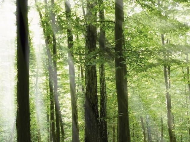 Fototapeta z wysokimi drzewami i promieniami słońca w lesie