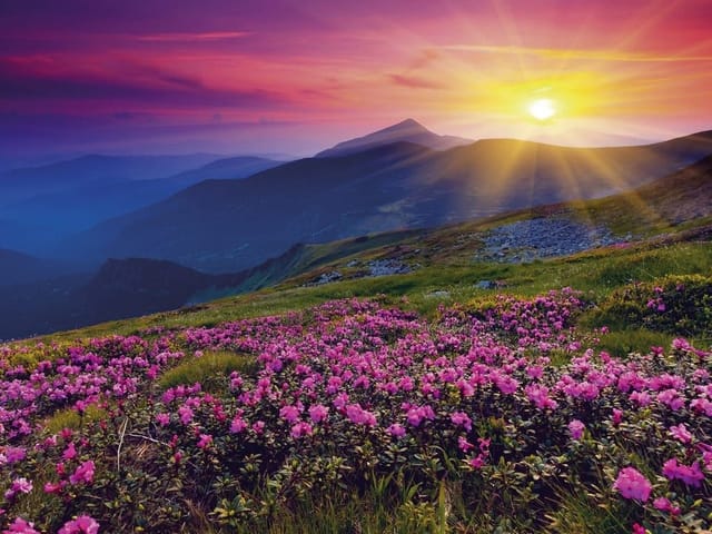 Fototapeta z kwiatami na górskiej łące i zachodzącym słońcem