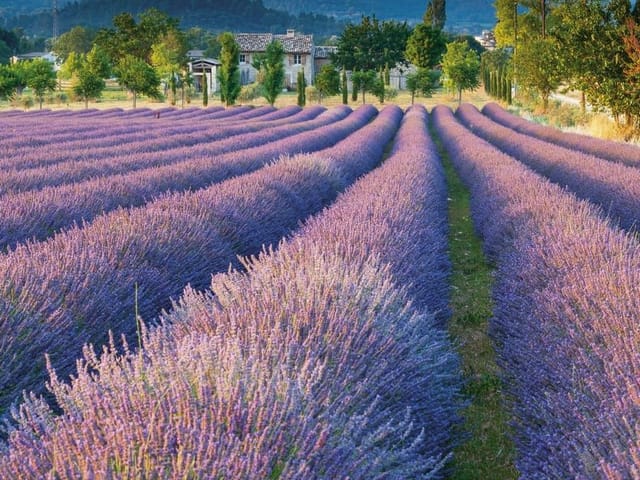Fototapeta przedstawiająca pole lawendy z domami, drzewami i górami w tle