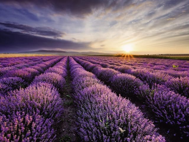 Fototapeta przedstawiająca pole lawendy z zachodzącym słońcem i górami