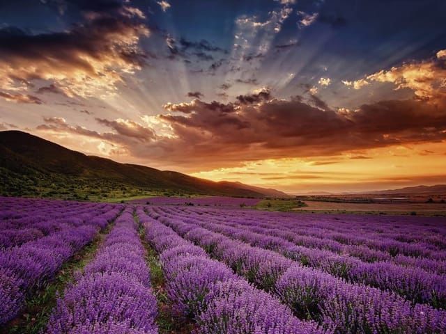 Fototapeta z polem lawendy i zachodem słońca na horyzoncie