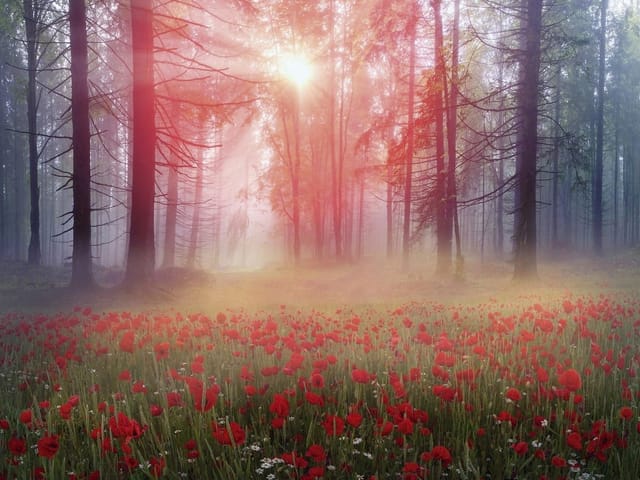 Fototapeta Leśne gęstwiny z makami (kod: 16440) Fototapeta przedstawiająca las z czerwonymi makami i promieniami słońca