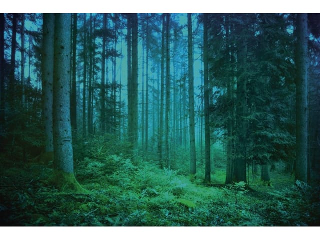 Fototapeta Leśne gęstwiny w mglistym otoczeniu