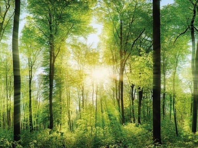 Fototapeta przedstawiająca las o świcie z wysokimi drzewami i promieniami słońca