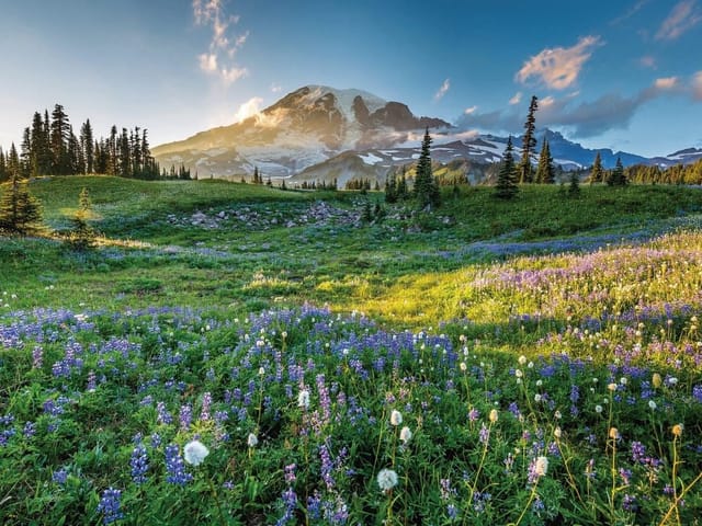 Fototapeta z górskim krajobrazem, zieloną łąką i fioletowymi kwiatami