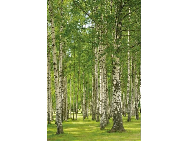 Fototapeta Brzozowy las pełen światła