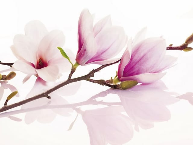 Fototapeta z gałęzią magnolii, różowe płatki i zielone pąki na białym tle