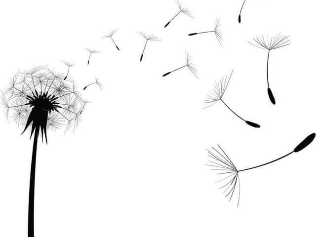 Fototapeta z czarno-białym dmuchawcem i unoszącymi się nasionami