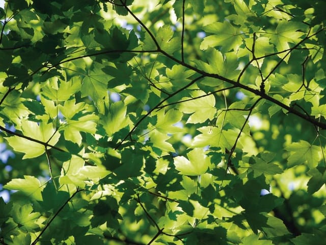 Fototapeta z zielonymi liśćmi klonu na gałęziach drzewa w słońcu