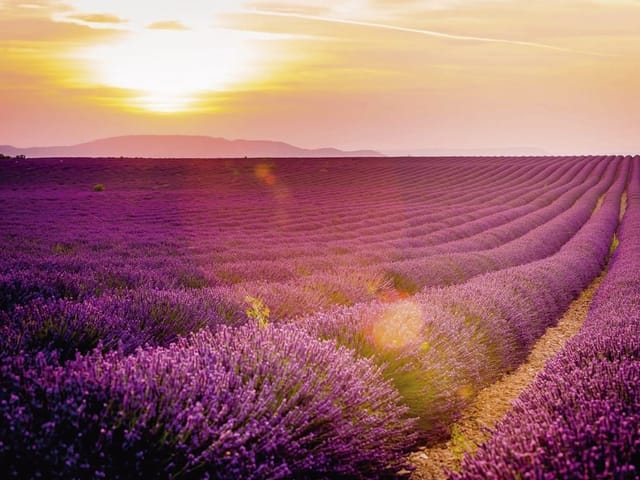 Fototapeta z polem lawendy, zachodzącym słońcem i górami w tle