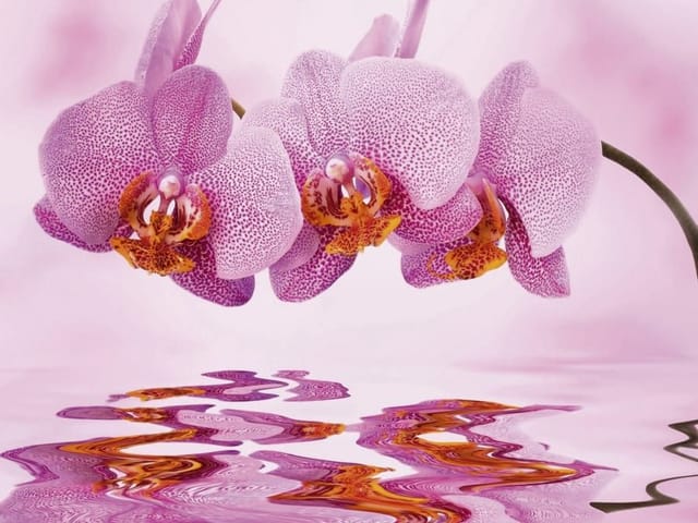 Fototapeta Orchidee nad wodą w delikatnym odbiciu (mpn: 1825) Fototapeta z różowymi kwiatami orchidei nad wodą, jasne tło
