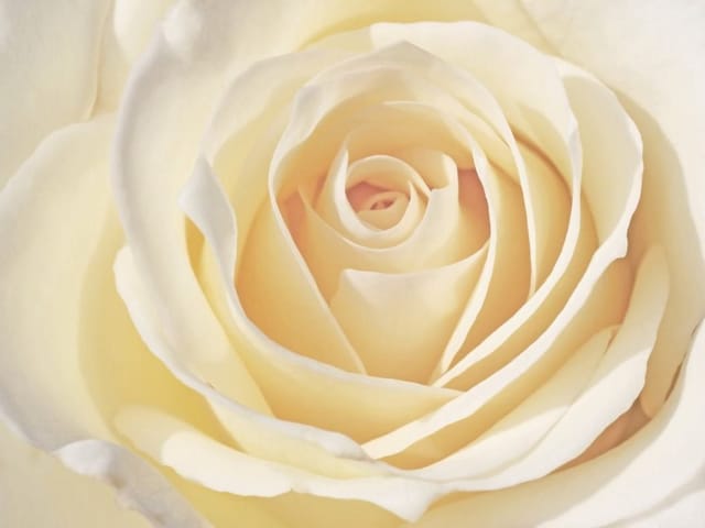 Fototapeta Kremowa róża w zbliżeniu (kod: 18284) Fototapeta z delikatnymi płatkami kremowej róży w zbliżeniu