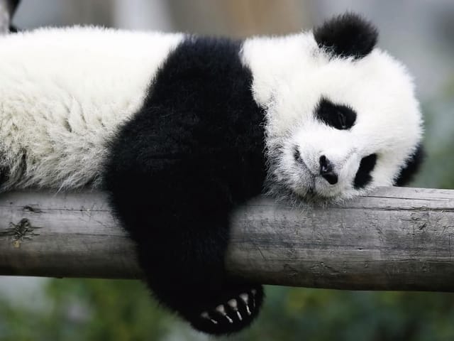 Fototapeta z pandą leżącą na drewnianym pniu w zielonym otoczeniu