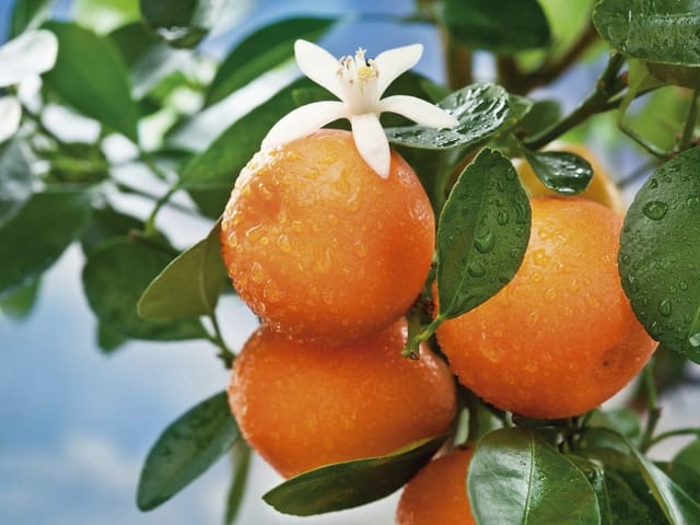 Fototapeta Pomarańcze z kroplami wody (kod: 18487) Fototapeta z pomarańczami na drzewie, zielone liście i białe kwiaty