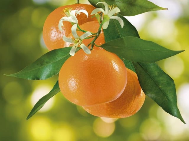 Fototapeta z pomarańczami na gałęzi z zielonymi liśćmi i rozmytym tłem