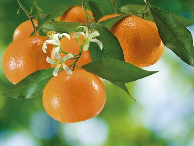 Fototapeta z dojrzałymi pomarańczami na gałęzi drzewa cytrusowego