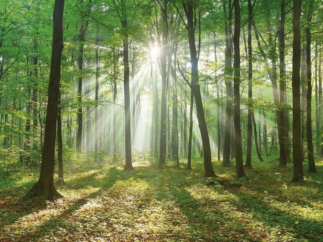 Fototapeta przedstawiająca las o świcie z promieniami słońca przenikającymi przez wysokie drzewa