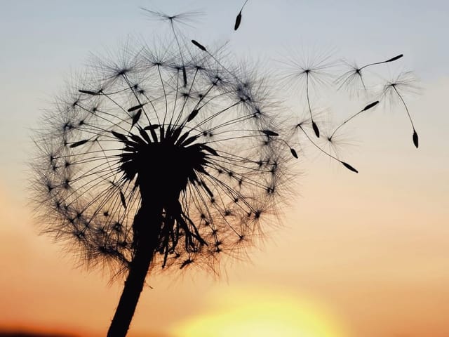 Fototapeta z dmuchawcem na tle zachodzącego słońca i ciepłego nieba