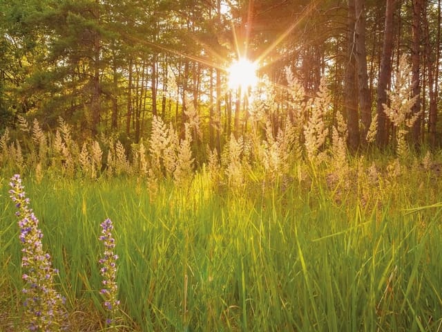 Fototapeta Las o świcie z promieniami słońca (kod: 19495) Fototapeta przedstawiająca las o świcie z promieniami słońca i zielonymi liśćmi