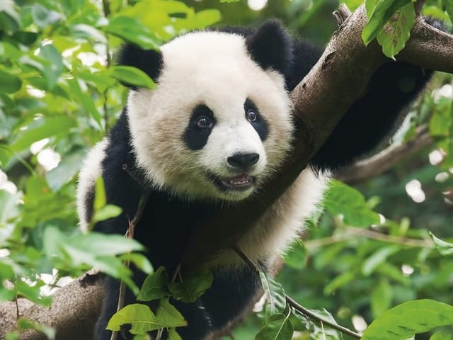 Fototapeta z pandą na drzewie, otoczoną zielonymi liśćmi w lesie
