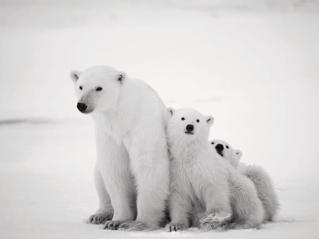 Fototapeta z trzema niedźwiedziami polarnymi na śnieżnym tle